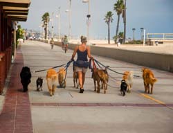 Иттің дұрыс жүру жолы