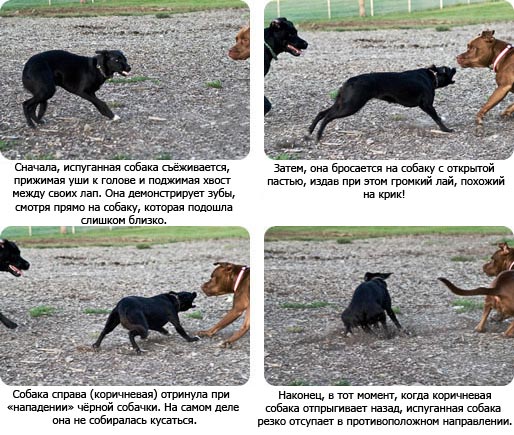 иттердің мінез-құлқы