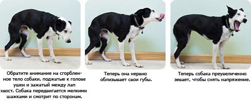 қорқынышты иттің мінез-құлқы