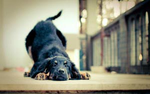 щенка ойнауға шақырады