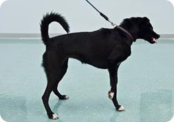 иттің үстіне сүйенеді