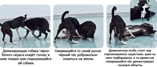 Иттер қатынастарды біледі