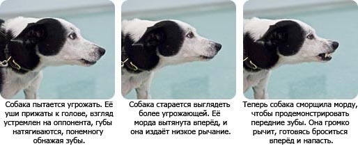 агрессивті ит денесінің қимылдары