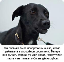 собака-черениакия-скалиция