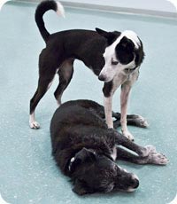 басым иттер