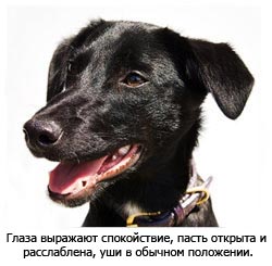 ит босаңсыған