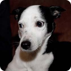 ит көрінеді