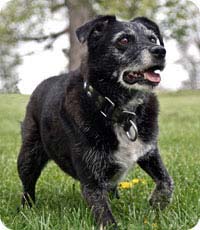 иттің саусағын көтерді