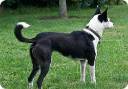 иттің көңілінен шыққан