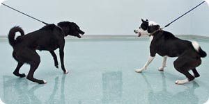 иттер сықылды